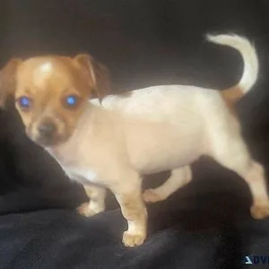 12 week old sweet girl chihuahua