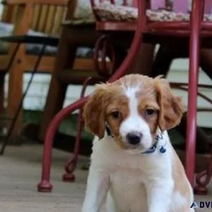 Gorgeous Brittany Spaniel puppies for sale.