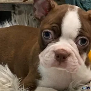Home Raised Boston Terrier puppies for lovely homes