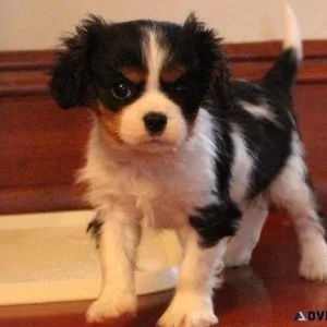 Cute Cavalier King Charles Spaniel puppies