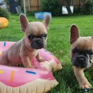 Elegant Jovial French Bulldog Puppies