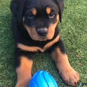 Big Bones Rottweiler Puppies