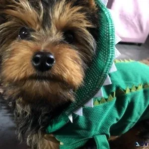 Fully Tested Male and Female Yorskshire Terrier Pupz