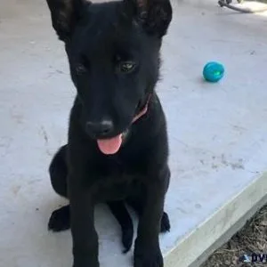 Healthy Belgian Malinois puppies ready