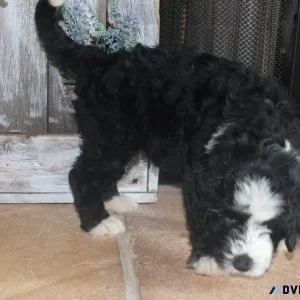 Adorable Bernesedoodle puppies