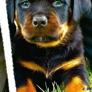 Excellent Male and Female Rottweiler Pups
