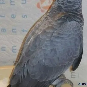 Cutest Bonded Pair African Grey Congos Available for sale.