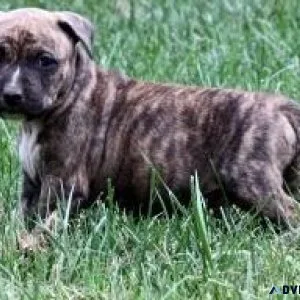 Home raised American Staffordshire Terrier Puppies