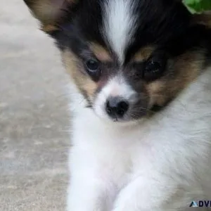 Beautiful Papillon Puppies For sale.