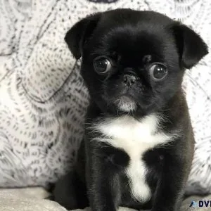 Loving Pug Puppies For Sale Now