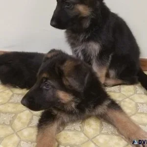 AKC German Shepherd Puppies For Sale