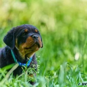 Best Rottweiler Puppies for sale in Washington