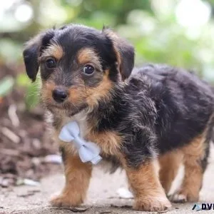 Excellent Yorkie Poo Puppies  for sale