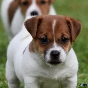 Lovely Russell Terrier Puppies for sale