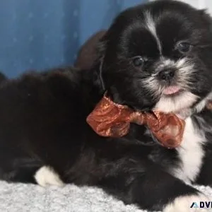 Healthy Shih Tzu puppies available