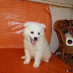 Beautiful male and female American Eskimo Puppies