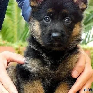 Playmate German Shepherd Puppies