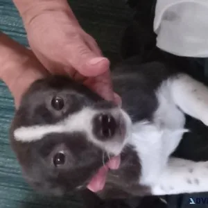 Puppies