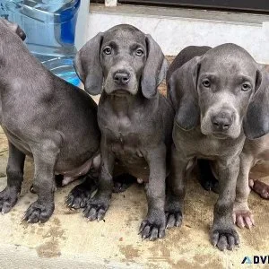 Beautiful Weimaraner Puppies For sale