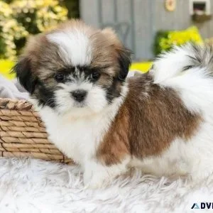 Beautiful Shih Tzu Puppies For Sale