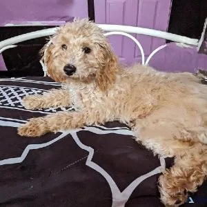 Puppy Finder