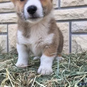Stunning Pembroke Welsh Corgi Puppies