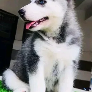 Well Trained Siberian Husky Puppies Ready For Xmas