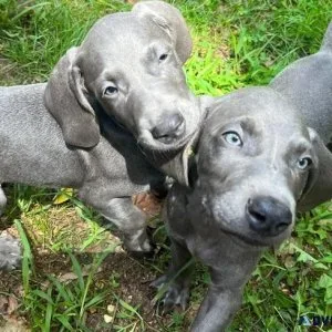 Home raised Weimaraner puppies for sale