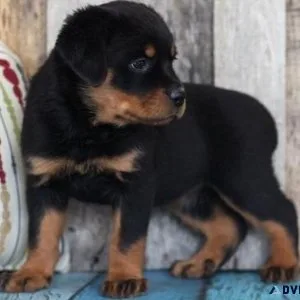 Well Socialized German Rottweiler puppies Available