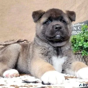 Adorable Akita Puppies For Sale.