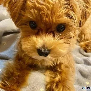 Lovely Maltipoo
