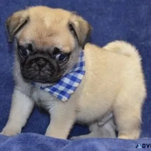 Lovely Pug Puppies For sale