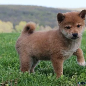 Adorable Shiba Inu Puppies ready