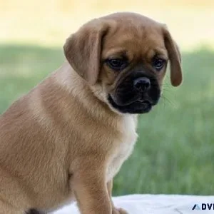 Sweet Puggle Puppies for sale