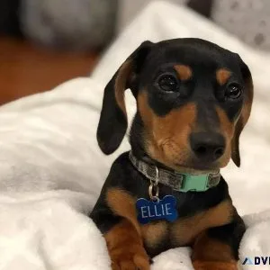Pra Clear Dachshunds Puppies