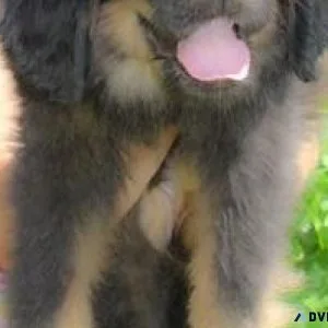 Well Trained Tibetan Mastiff puppies for sale