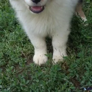 Adorable Australian Shepherd Puppies for sale