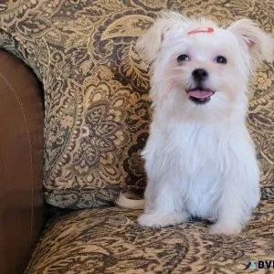 Adorable Morkie Puppies available.