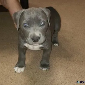 Male and female American Pit Bull Terrier Puppies for sale.