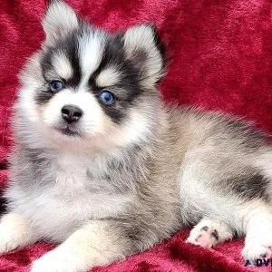 Adorable Pomsky Puppies For sale