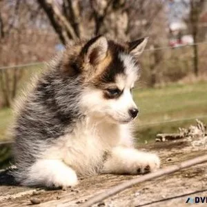 Nice Lovely Pomsky Puppies