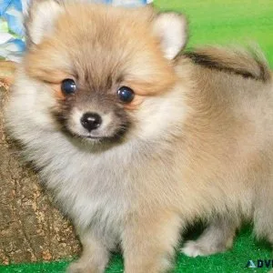 Healthy Pomeranian Puppies For sale.