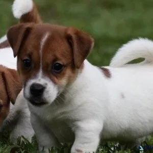 Male and female Russell Terrier puppies