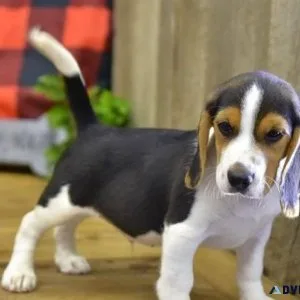 AKC Beagle Puppies for sale.