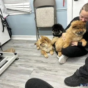 Chow Chows for Sale