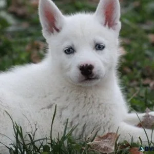 Gorgeous Siberian Husky puppies for sale