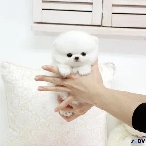 Top Micro Teacup Pomeranian puppies for sale