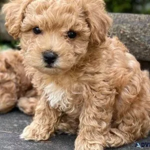 Bulky Boys and Girls Maltipoo Pupz