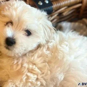 Beautiful Maltipoo Puppies available