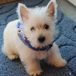 Beautiful West Highland White Terrier puppies